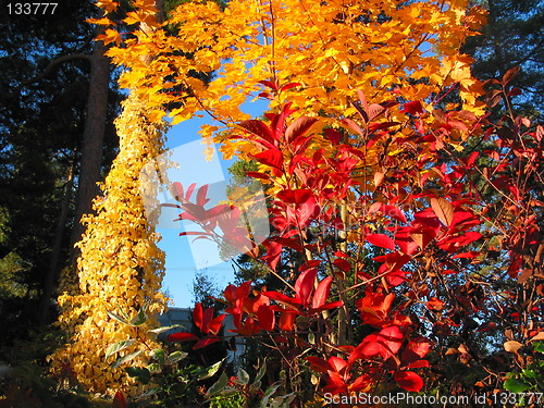 Image of Automn colours in the garden