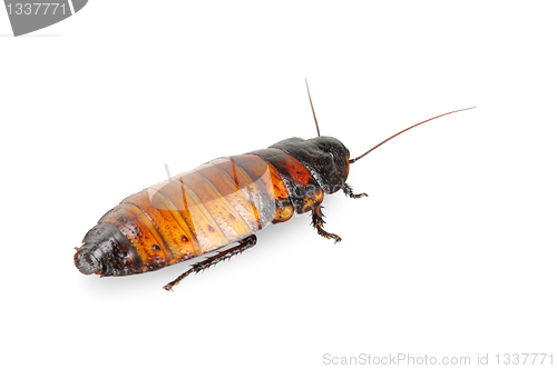 Image of Madagascar cockroach