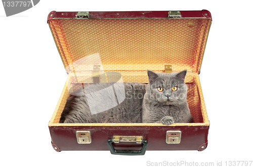 Image of Cat in the old vintage suitcase