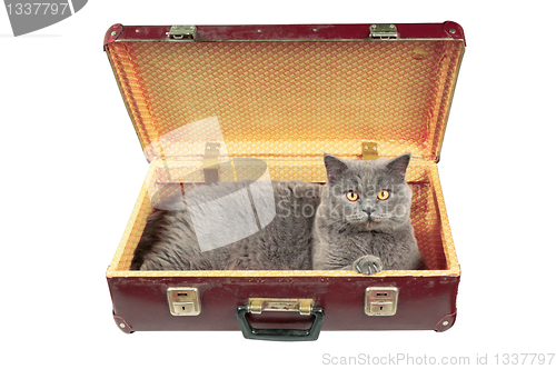 Image of Cat in the old vintage suitcase