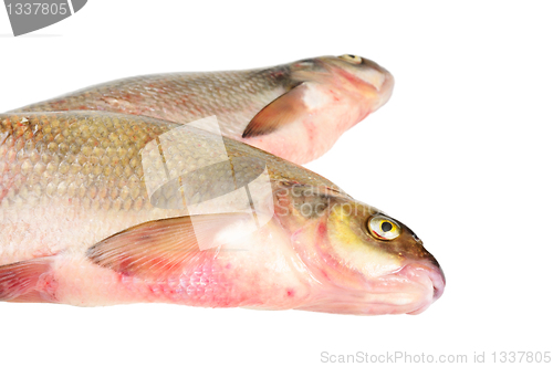 Image of Two fresh freshwater fish