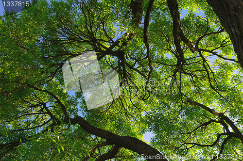 Image of Branches and green leaves