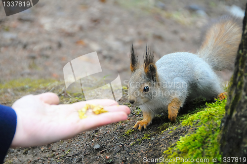 Image of squirrel being hand fed