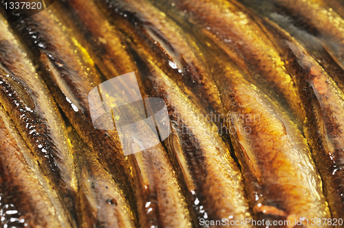 Image of Canned fish in oil, background.