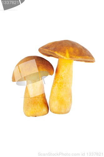 Image of Two Mushrooms. Russula