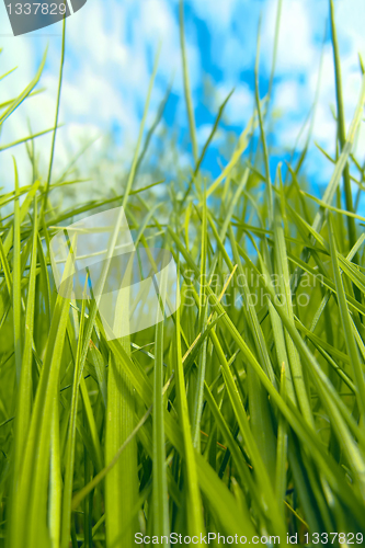 Image of Green grass against blue sky