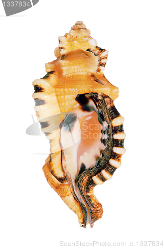 Image of Old seashell