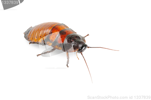 Image of Madagascar cockroach