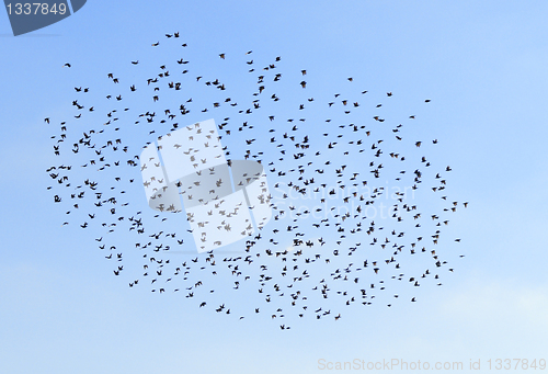 Image of A flock of birds in the sky