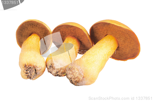 Image of Three Mushrooms. Russula