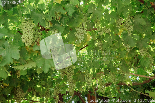 Image of Bunch of grapes on the vine.