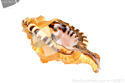 Image of Old seashell
