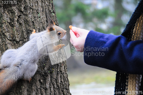 Image of squirrel being hand fed