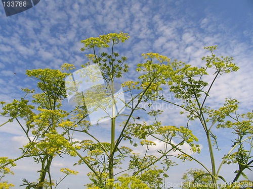 Image of Summer in Denmark