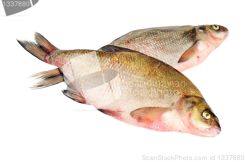Image of Two fresh freshwater fish