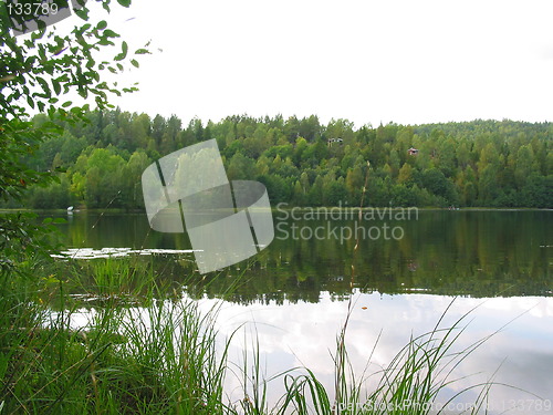 Image of Waterlillies in the lake