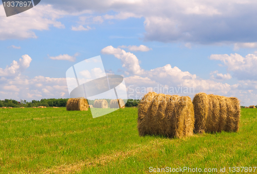 Image of Straw bales on field