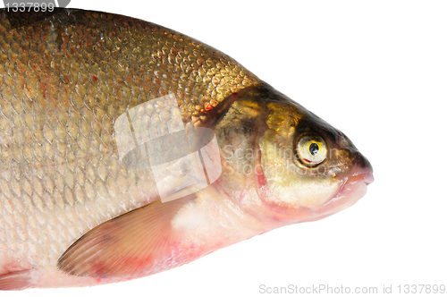 Image of Fresh freshwater fish Bream.