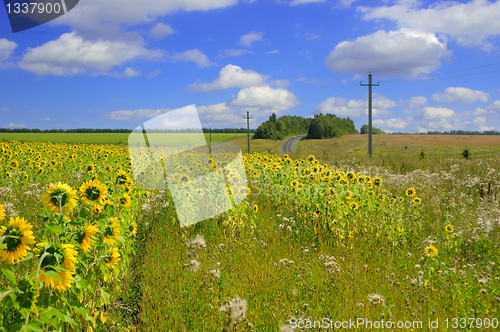 Image of A beautiful field of flower