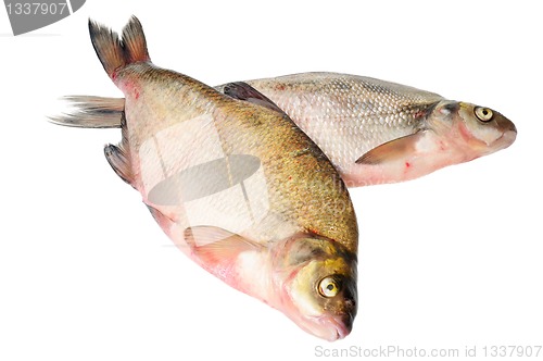 Image of Two fresh freshwater fish