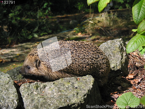 Image of Hedgehog