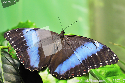 Image of Butterfly on a leaf. On  background of leaves.