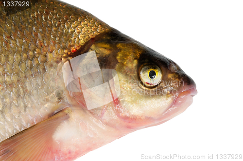 Image of Fresh freshwater fish Bream.