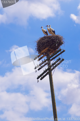 Image of Stork in a nest