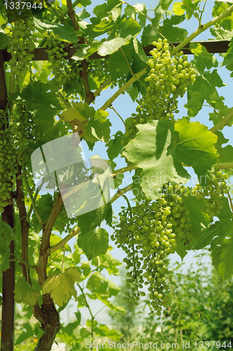 Image of Bunch of grapes on the vine.