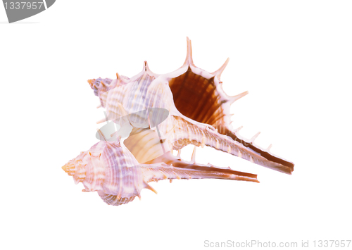 Image of Old seashell