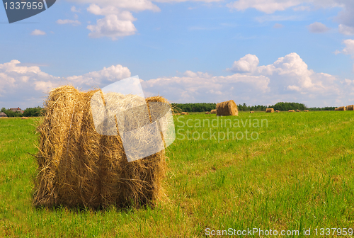 Image of Straw bales on field