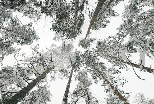 Image of Snow-covered tops of the trees in the forest