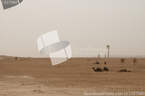 Image of Sahara Desert, camels, palm trees and sand