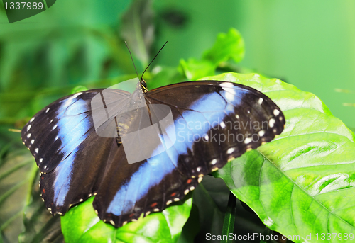 Image of Butterfly on a leaf. On  background of leaves.