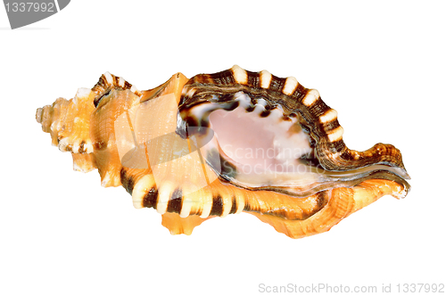 Image of Old seashell