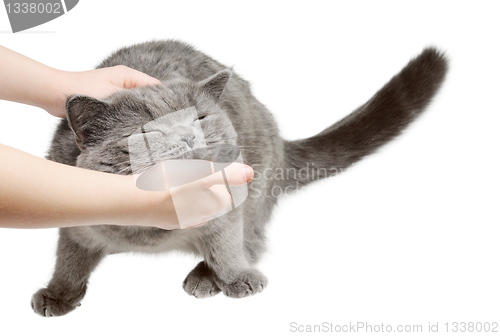 Image of Happy cat is pleased with hand stroking