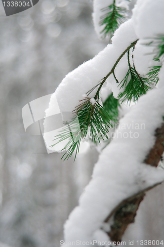 Image of Coniferous branch covered with snow