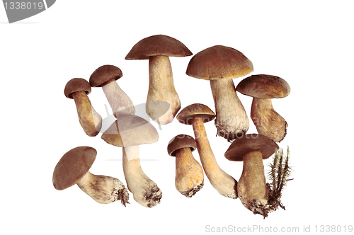 Image of Group of Mushrooms