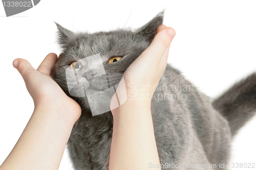 Image of Happy cat is pleased with hand stroking