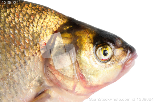 Image of Fresh freshwater fish Bream.