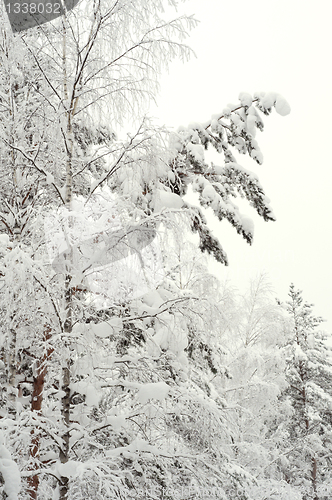 Image of Snow-covered trees in the forest