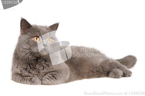 Image of British cat lying and looking upright