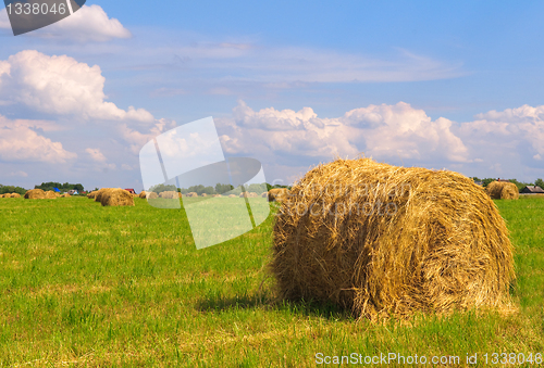 Image of Straw bales on field