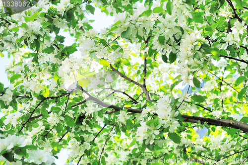 Image of Flowering branches of a tree.