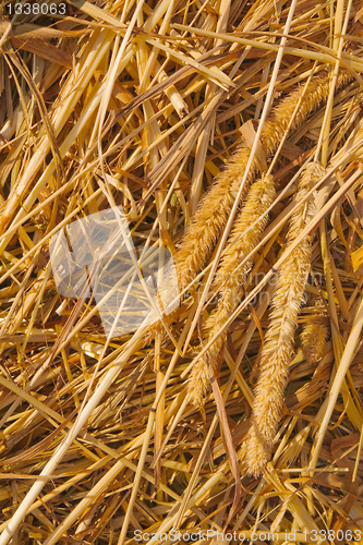 Image of Stalks of grass in a haystack