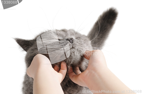 Image of Happy cat is pleased with hand stroking