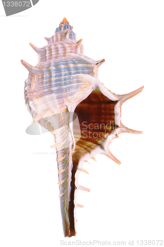Image of Old seashell