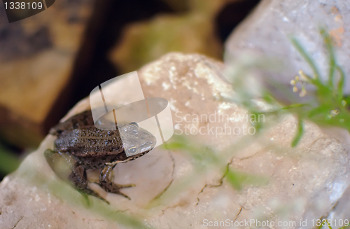 Image of Frog on a stone