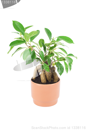 Image of Ficus in the pot, isolated on white