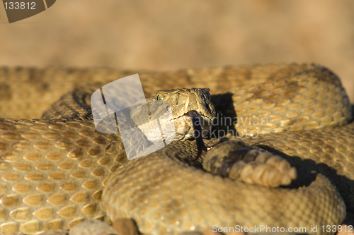 Image of Sunning Rattlesnake